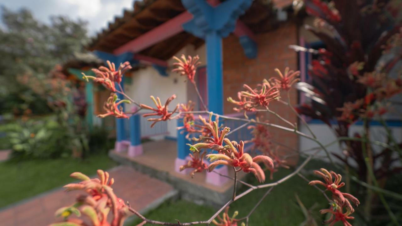 Termales El Otono Hotel La Enea Екстериор снимка An example of a kangaroo paw